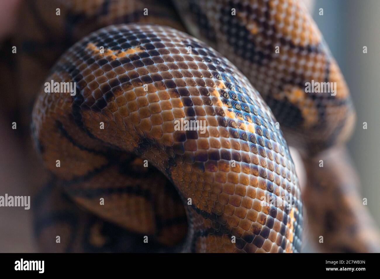 Python s'est enroulé sur un arrière-plan flou. Texture serpent, arrière-plan, macro Banque D'Images