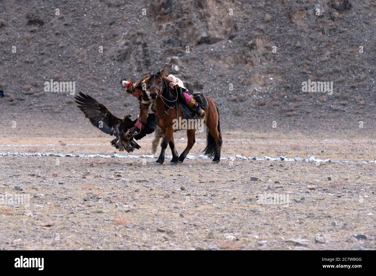 Un nomade kazakh de souche appelle avec succès son aigle doré à atterrir sur son bras au concours du Golden Eagle Festival à Olgii, dans l'ouest de la Mongolie. Banque D'Images