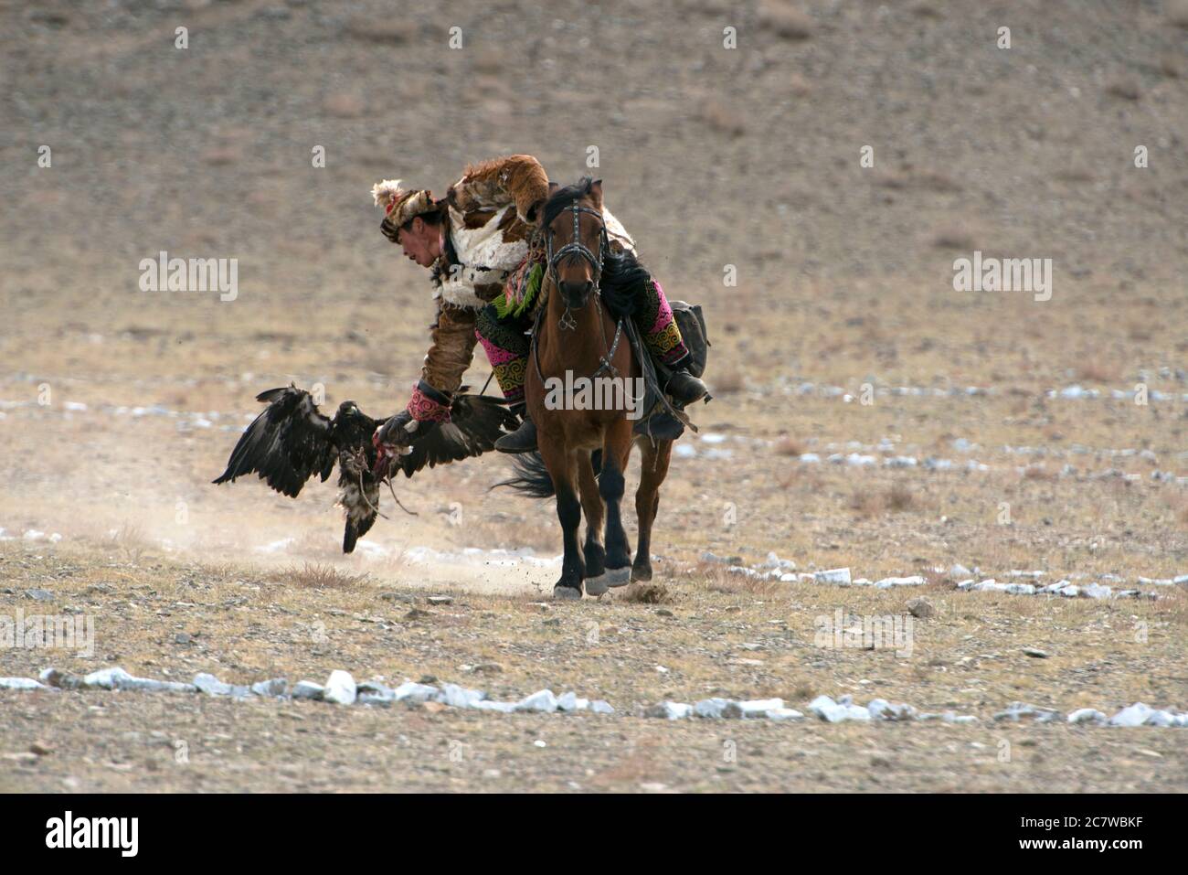 Un nomade kazakh de souche appelle avec succès son aigle doré à atterrir sur son bras au concours du Golden Eagle Festival à Olgii, dans l'ouest de la Mongolie. Banque D'Images