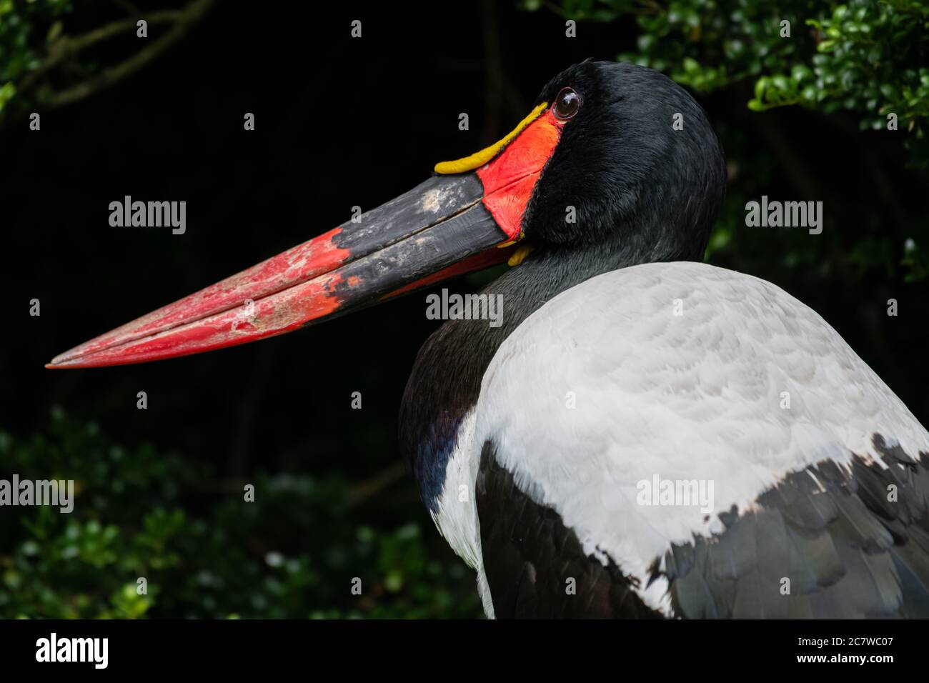 Cigogne à bec de cheval ou Saddlebill (Ephippiorhynchus senegalensis) Banque D'Images