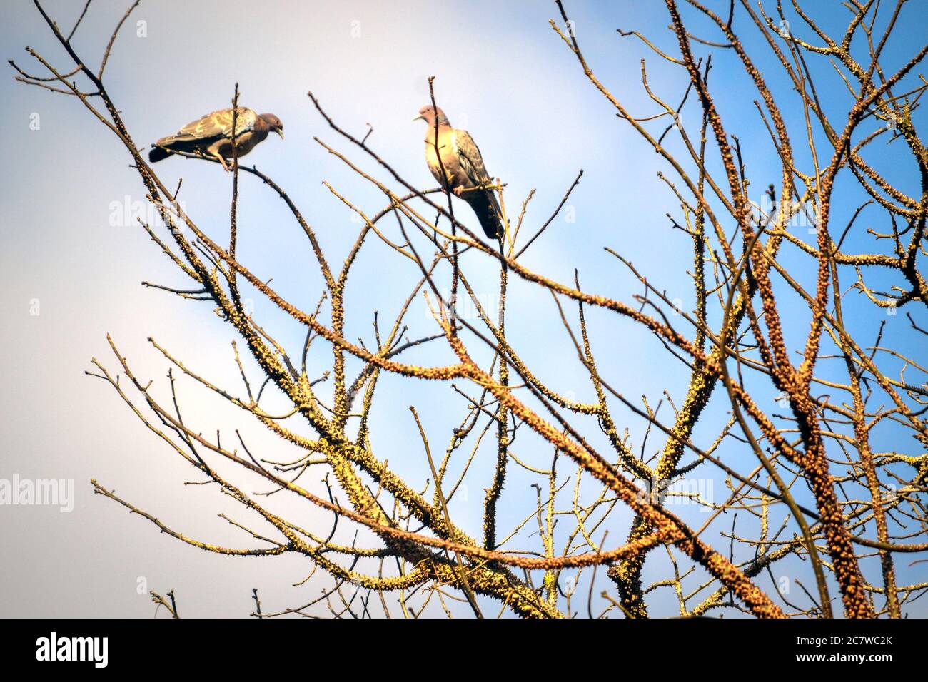 deux oiseaux sur un arbre avec fond bleu ciel Banque D'Images