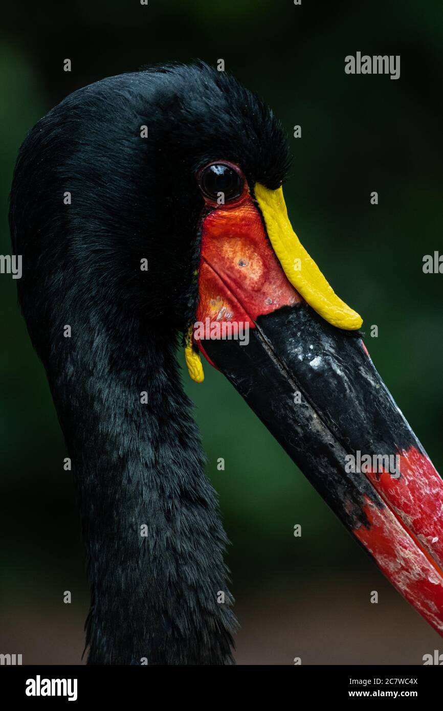 Cigogne à bec de cheval ou Saddlebill (Ephippiorhynchus senegalensis) Banque D'Images