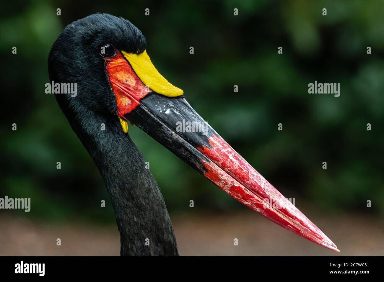 Cigogne à bec de cheval ou Saddlebill (Ephippiorhynchus senegalensis) Banque D'Images