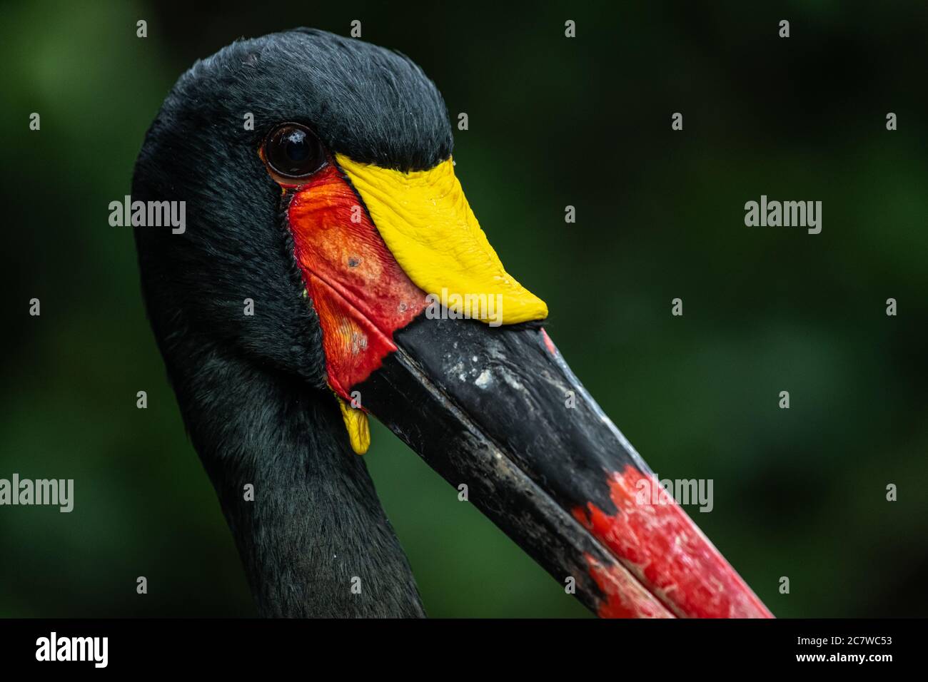 Cigogne à bec de cheval ou Saddlebill (Ephippiorhynchus senegalensis) Banque D'Images