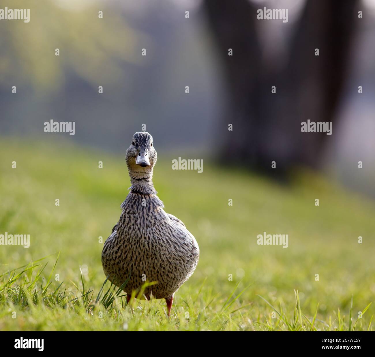 Canard femelle debout et regardant sur un pré à Brunnsviken, Stockholm, Suède Banque D'Images