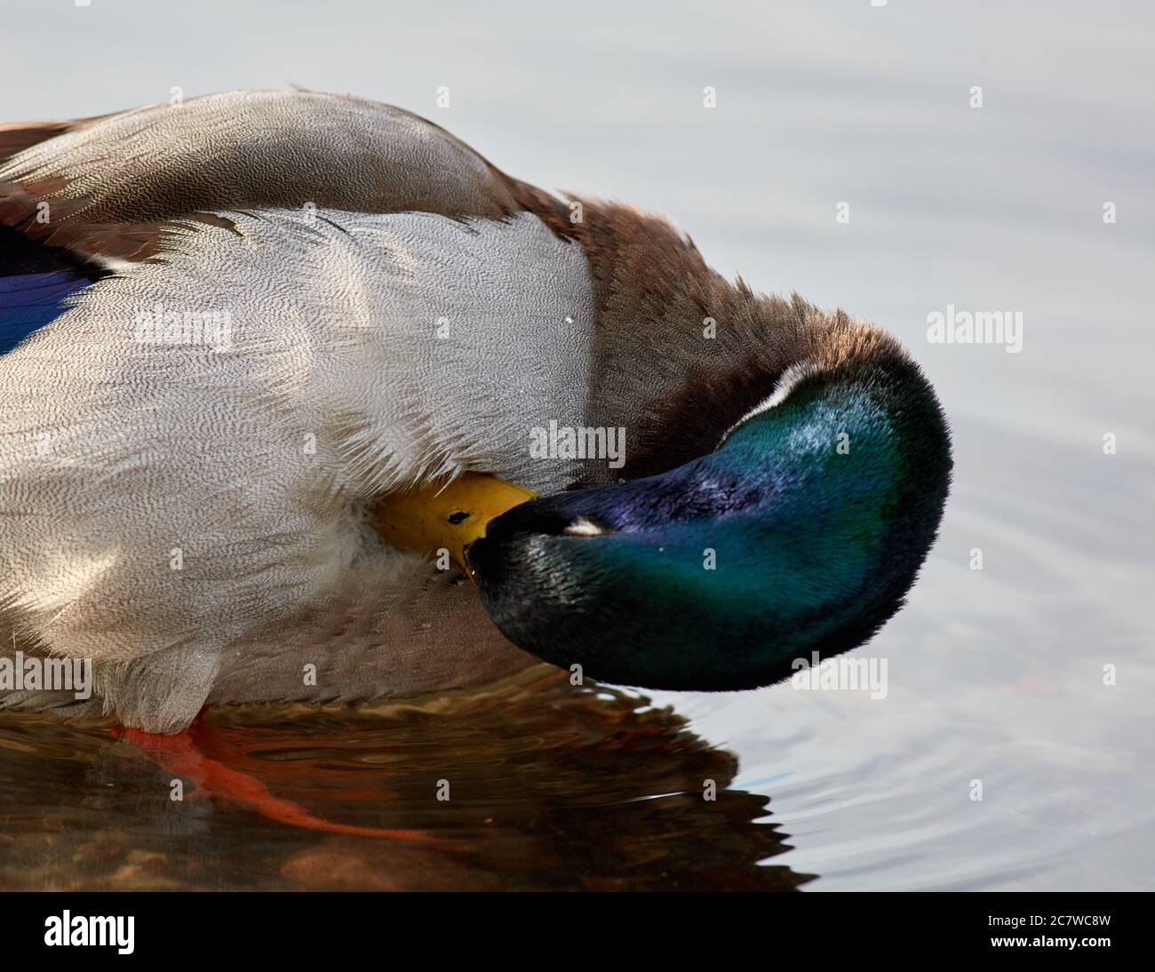 Un canard se nettoie à Brunnsviken, Stockholm, Suède Banque D'Images