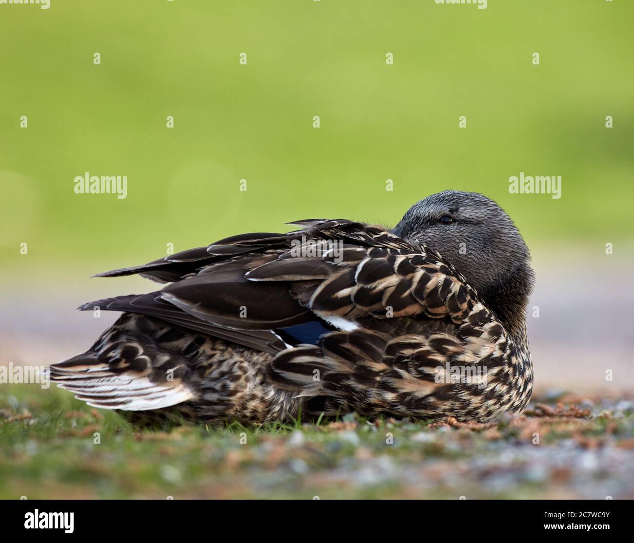 Femelle canard assis à Brunnsviken, Stockholm, Suède Banque D'Images