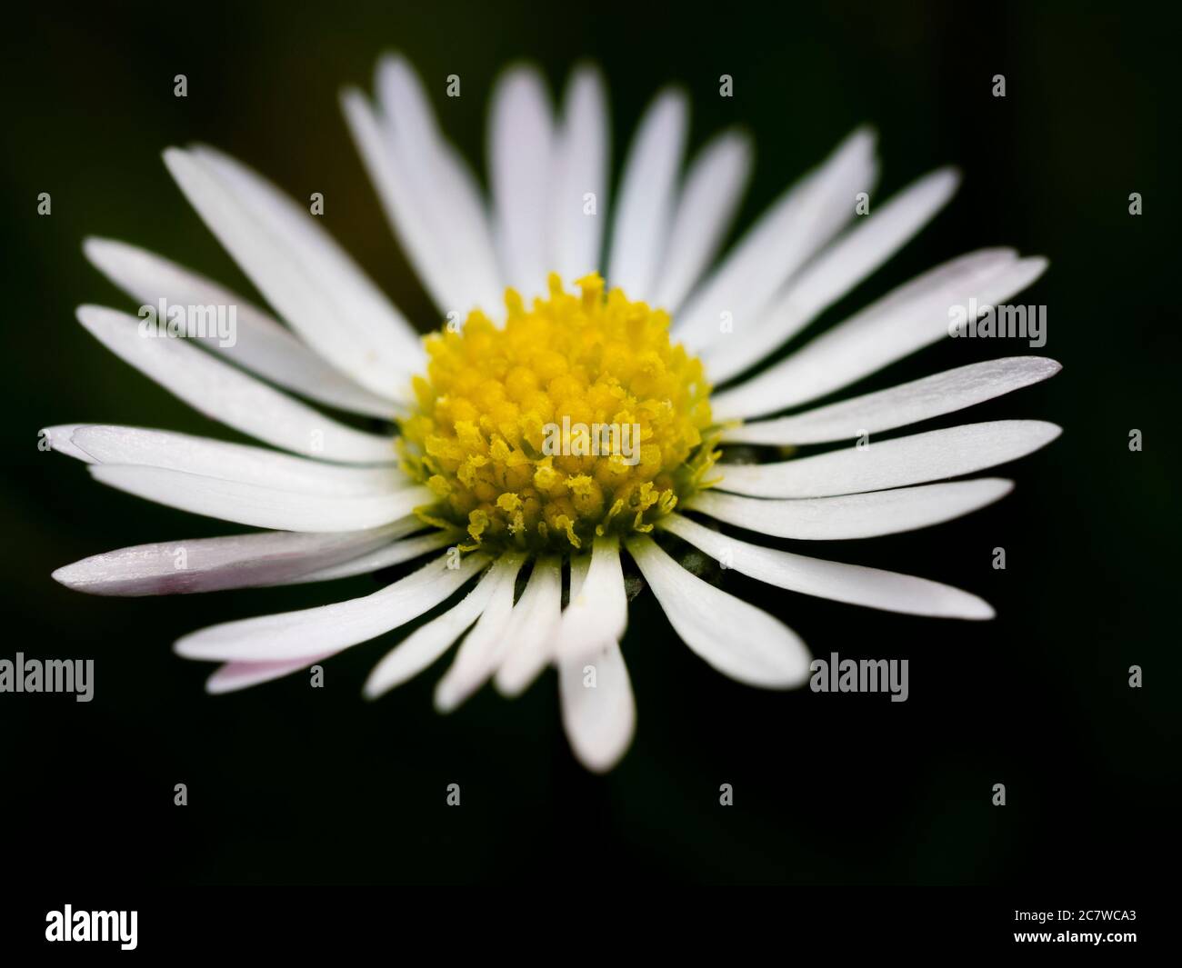 Gros plan d'un Bellis perennis, Common Daisy, Royaume-Uni Banque D'Images