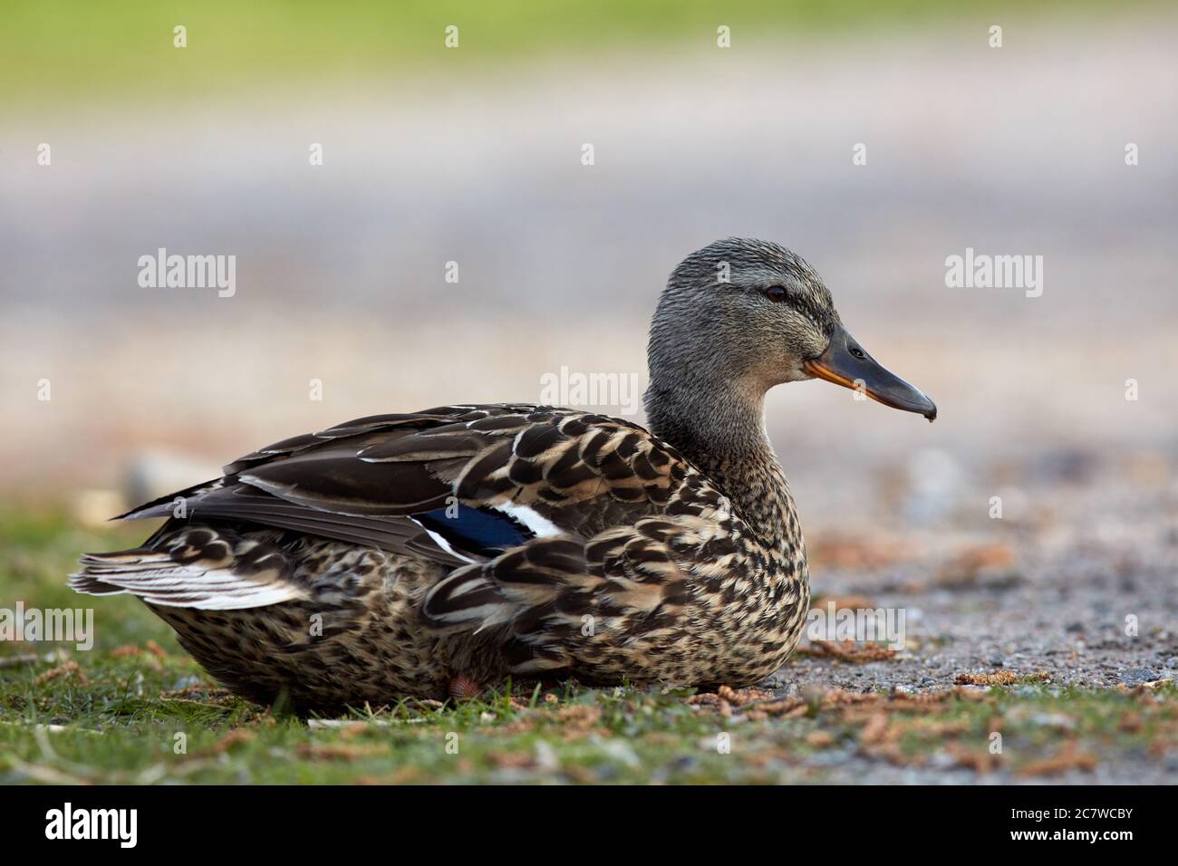 Femelle canard assis à Brunnsviken, Stockholm, Suède Banque D'Images