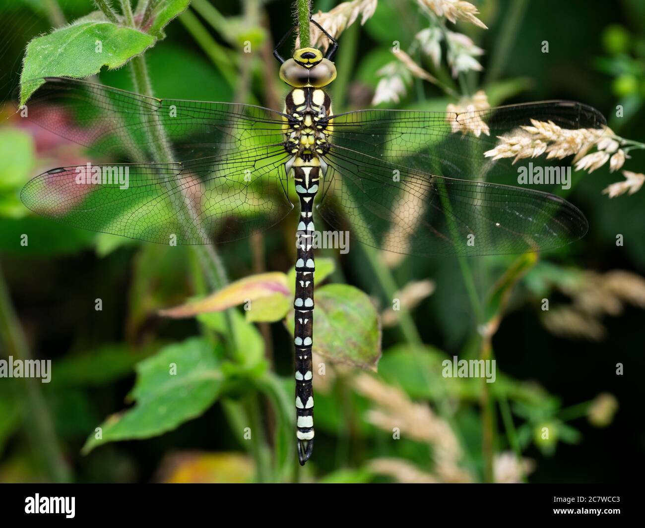 Dragonfly femelle à anneaux dorés, Cordulegaster boltonii, Cornwall, Royaume-Uni Banque D'Images