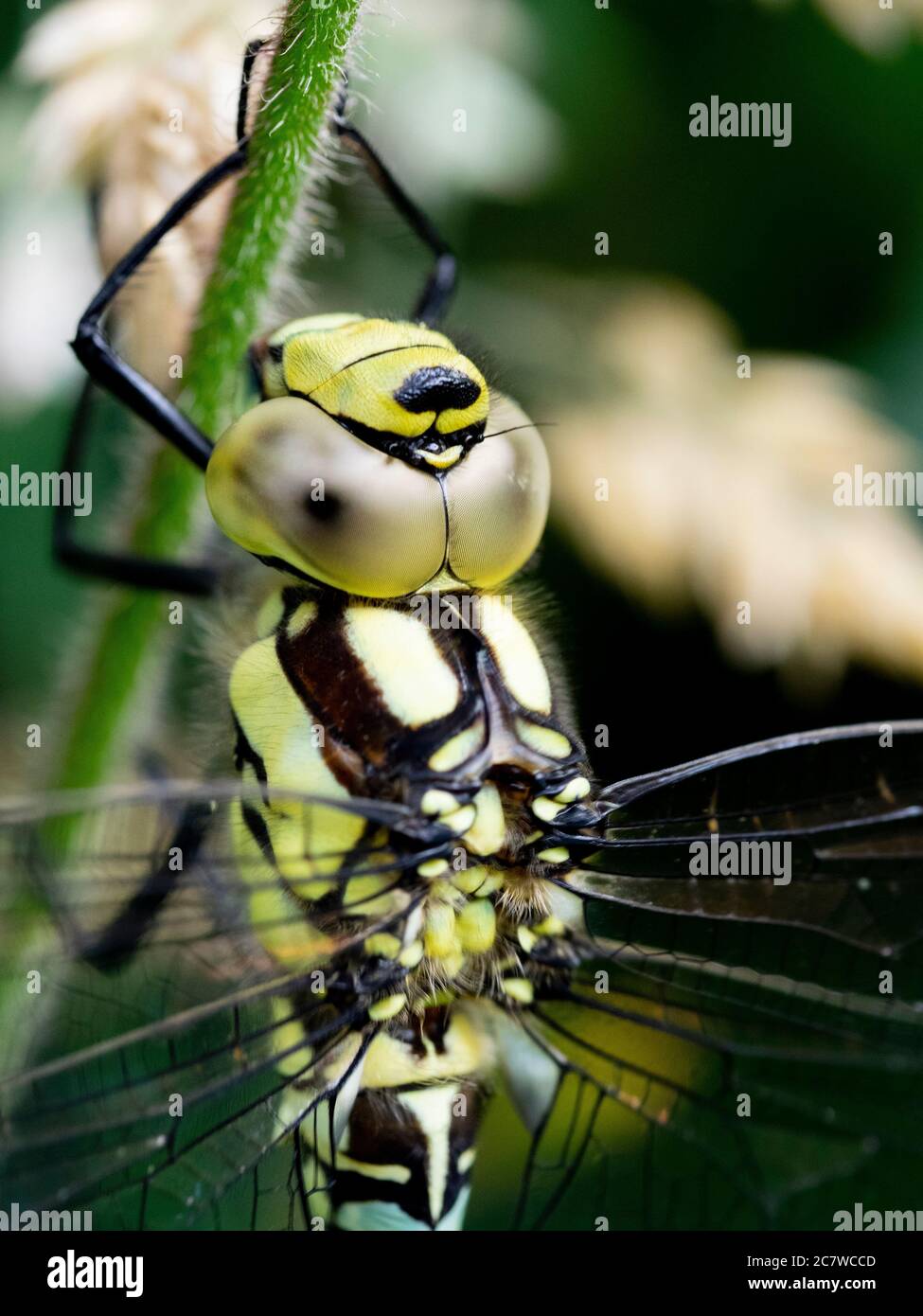 Image macro d'une Dragonfly femelle à anneaux dorés, Cordulegaster boltonii, Cornwall, Royaume-Uni Banque D'Images