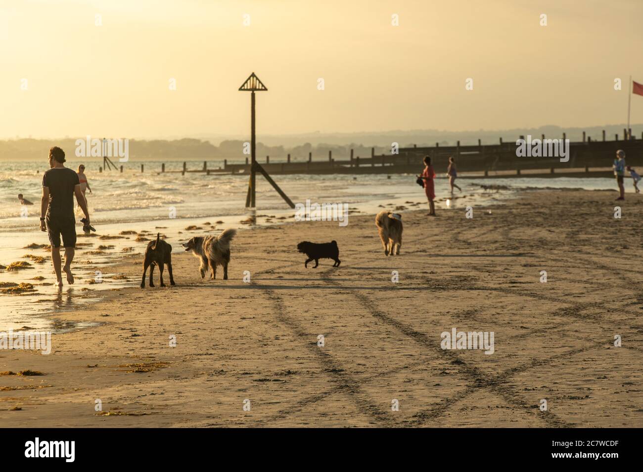 Un homme marche ses chiens au coucher du soleil sur la plage de West Wittering sur la côte sud de l'Angleterre en été Banque D'Images