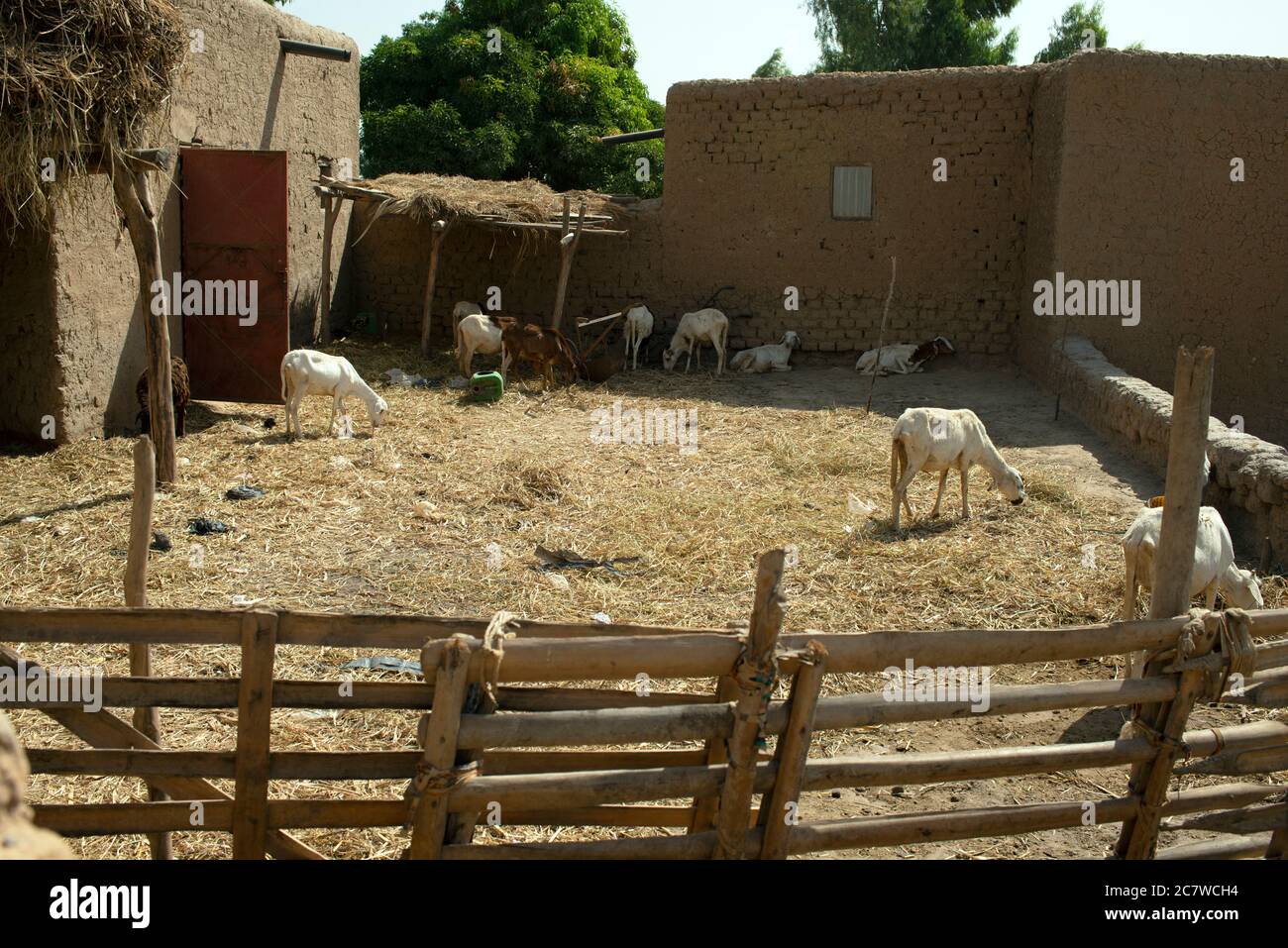 La plupart des familles bozo indigènes du Mali, en Afrique de l'Ouest, gardent des chèvres. Banque D'Images