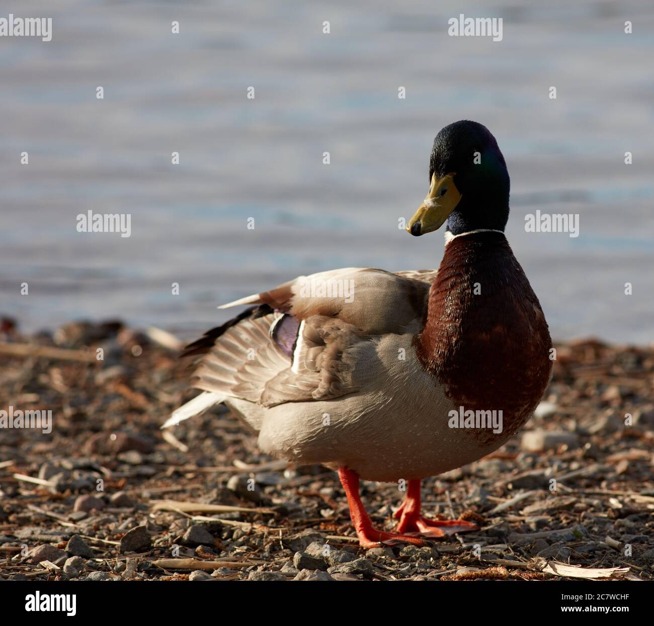 Canard de sexe masculin marchant à Brunnsviken, Stockholm, Suède Banque D'Images