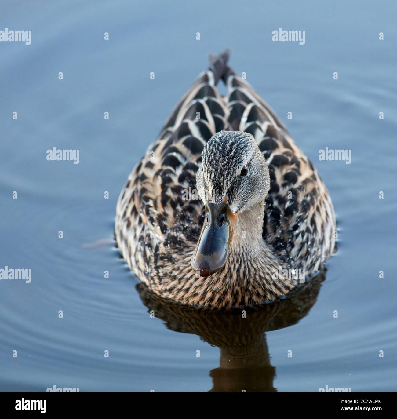 Femelle de canard nageant sur l'eau à Brunnsviken, Stockholm, Suède Banque D'Images