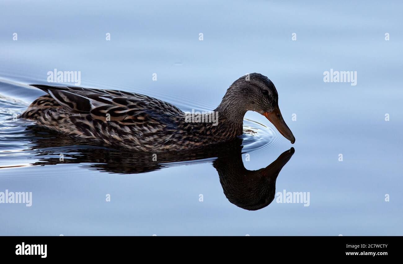 Femelle de canard nageant sur l'eau à Brunnsviken, Stockholm, Suède Banque D'Images