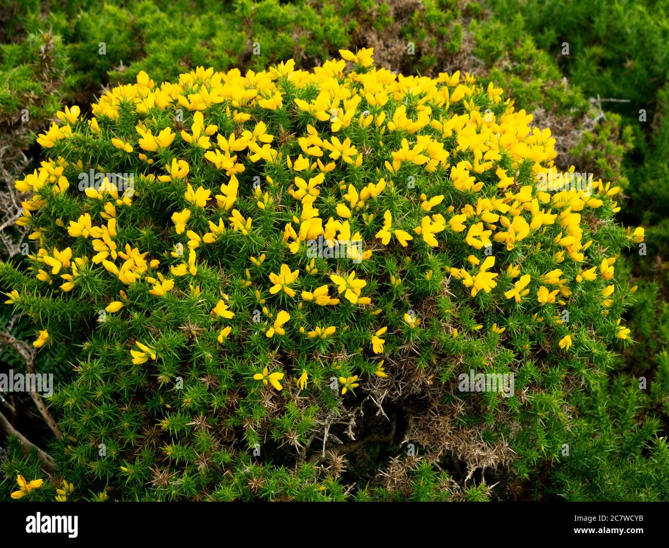 Gorge en fleur à Dartmoor, Devon, Royaume-Uni Banque D'Images