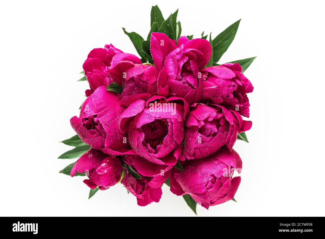 Bouquet de fleurs de pivoine rouge avec gouttes d'eau sur fond blanc. Décor festif ou de mariage. Vue du dessus. Gros plan Banque D'Images