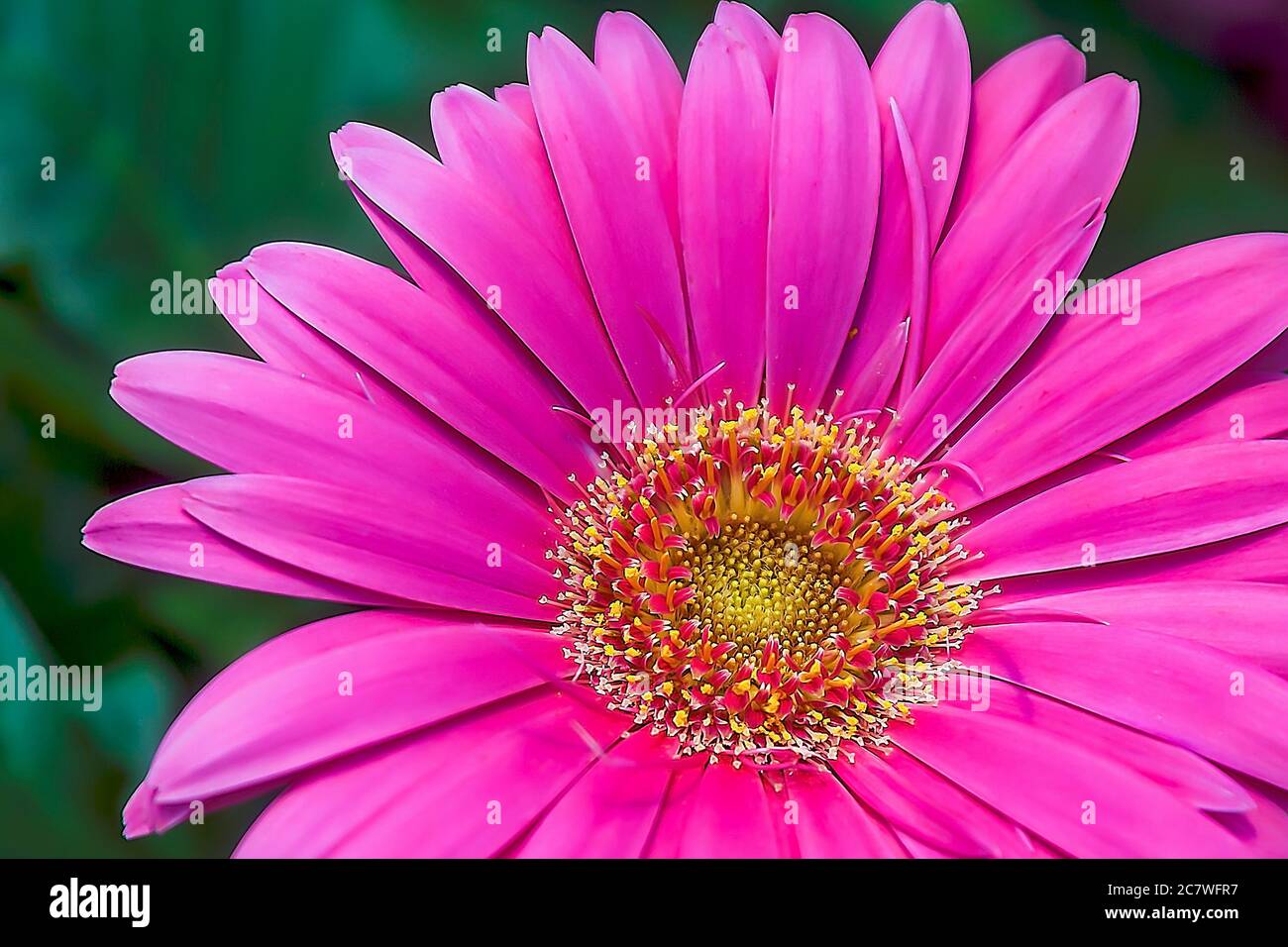 Marguerites roses. Gros plan extrême. Fleur pleine. Isolé. Image de stock. Banque D'Images