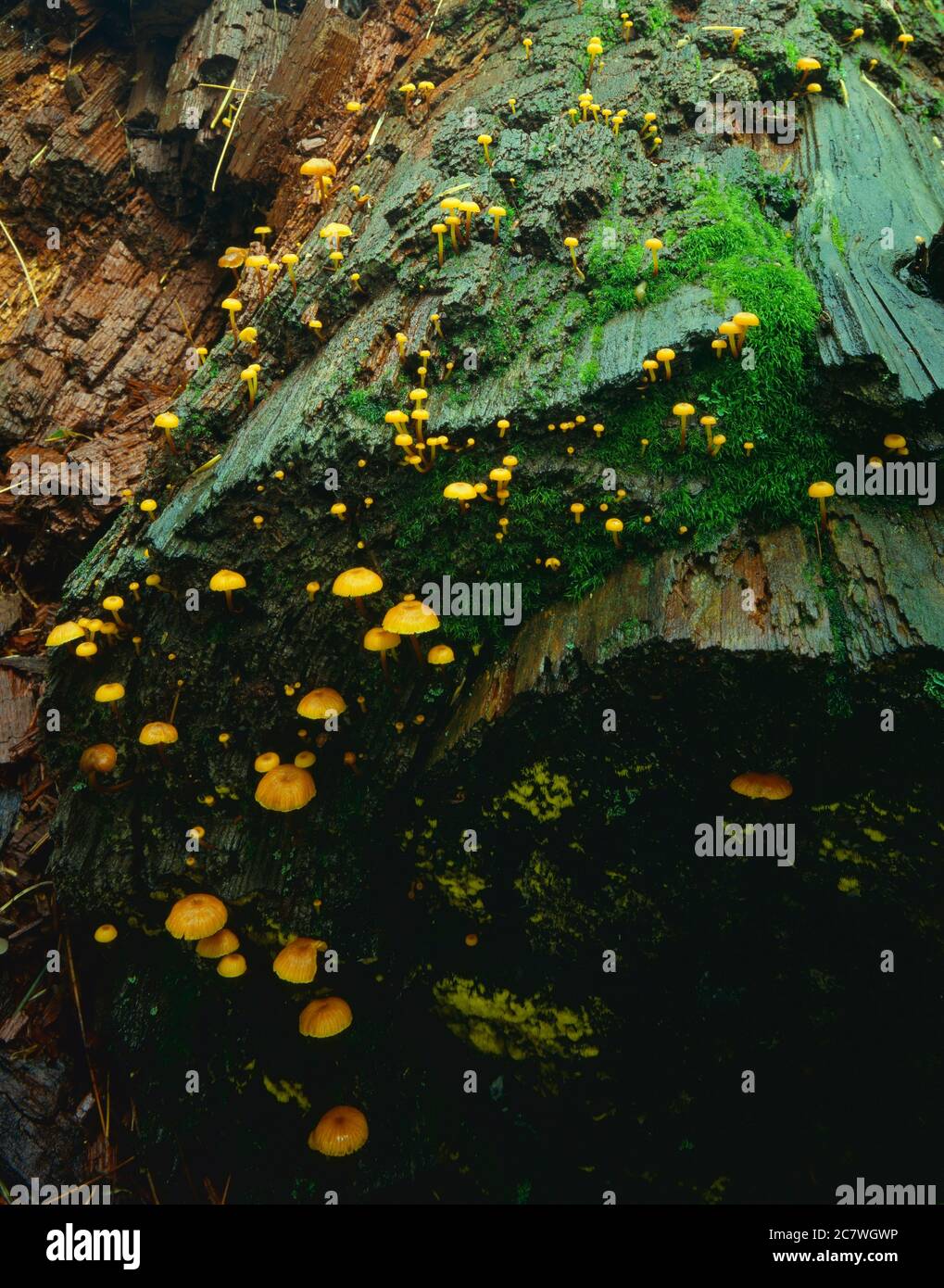 Santa Catalina Mountains Coronado N.F. AZ / AOÛT les champignons et les lichens poussent sur du bois abattu après une forte pluie estivale. Région de Mt Bigalow. Banque D'Images