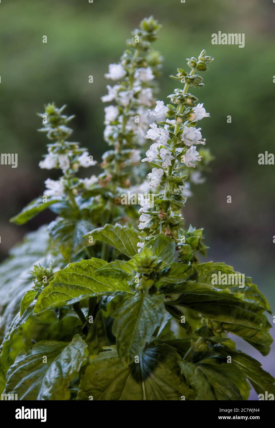 feuilles et fleurs de basilic. Banque D'Images