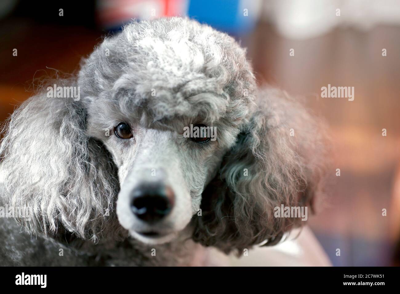 Gros plan du visage d'un caniche miniature argenté établissant un contact visuel à l'intérieur Banque D'Images