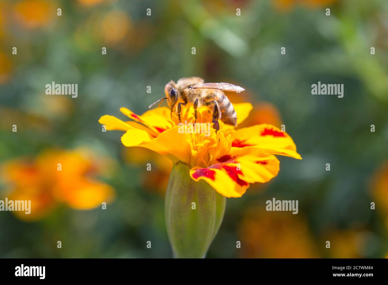 Une abeille sur une fleur de Tagetes recueille le miel Banque D'Images