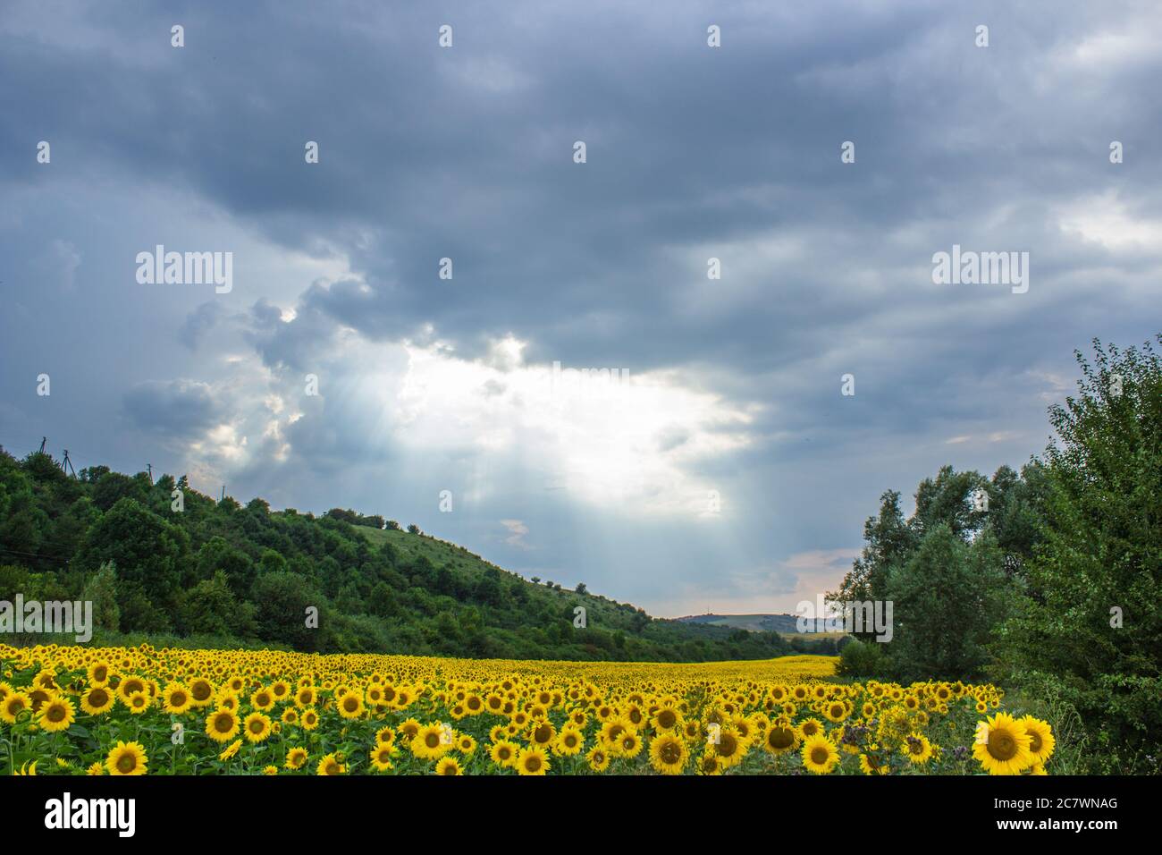 paysage de tournesols Banque D'Images