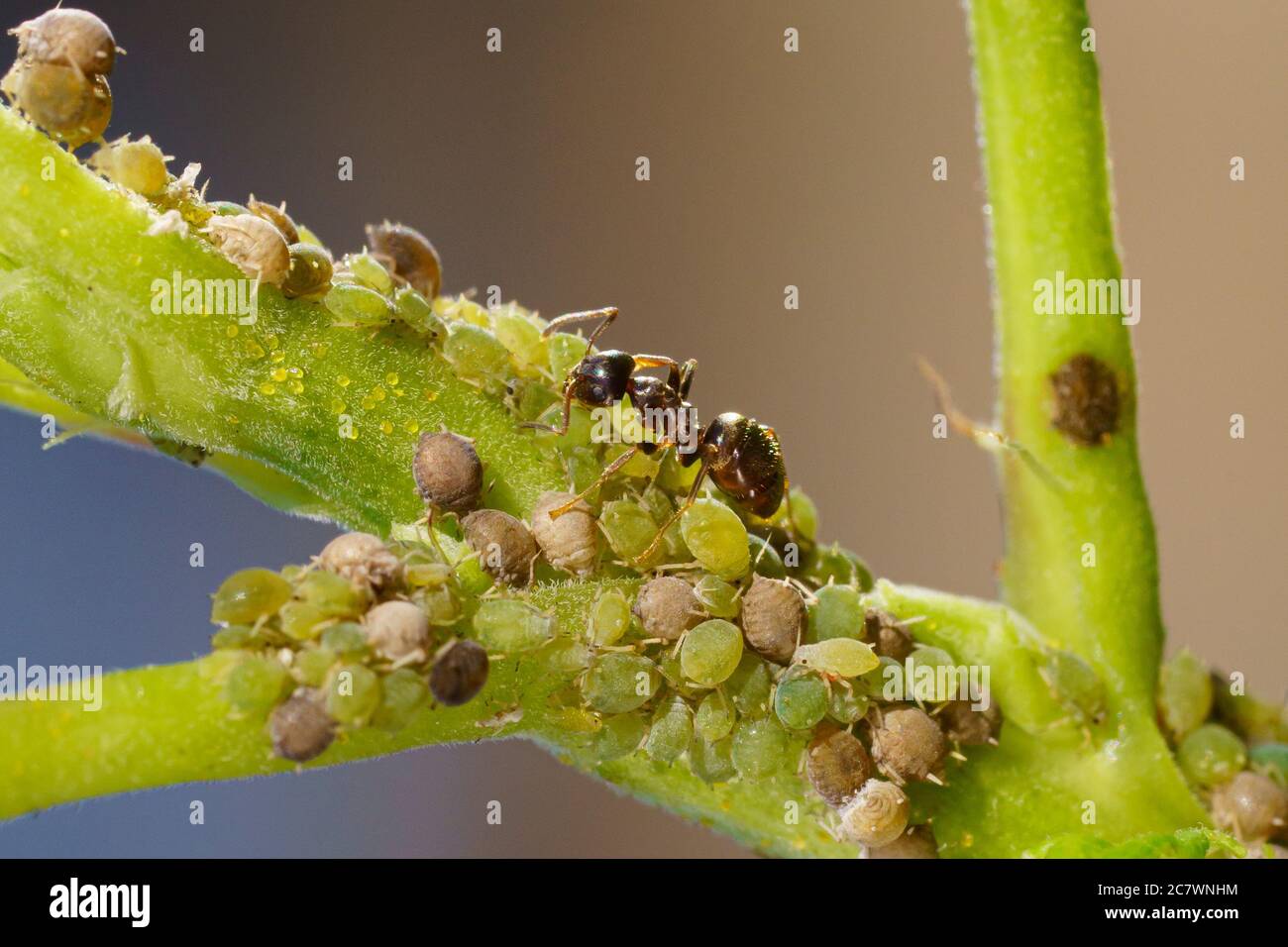 Colonie d'pucerons et de fourmis sur les plantes de jardin Banque D'Images