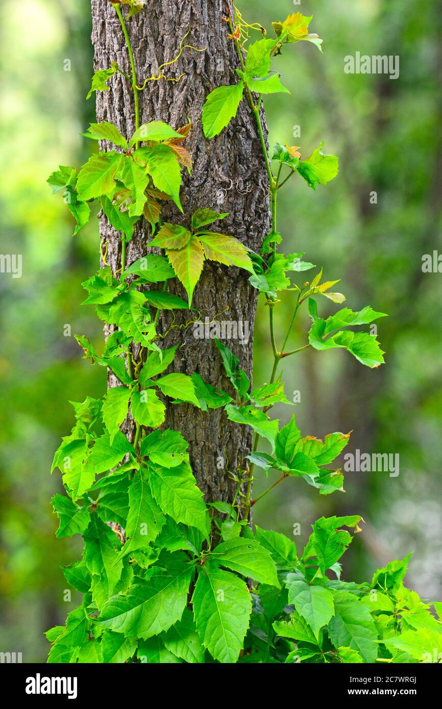 Escalade de la vigne sur un tronc d'arbre Banque D'Images