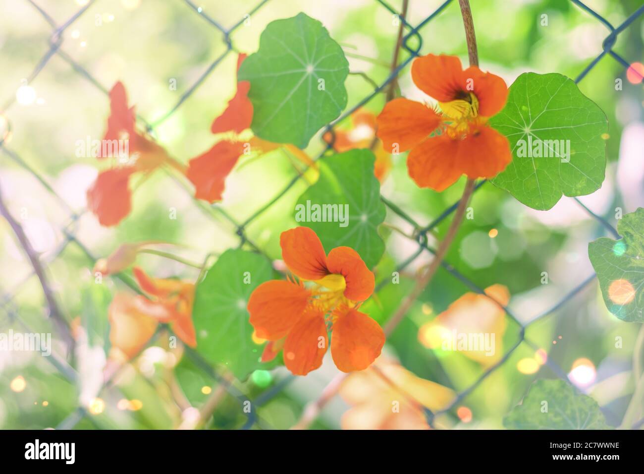 Cliché sélectif de fleurs de nasturtium orange derrière la grille clôture Banque D'Images