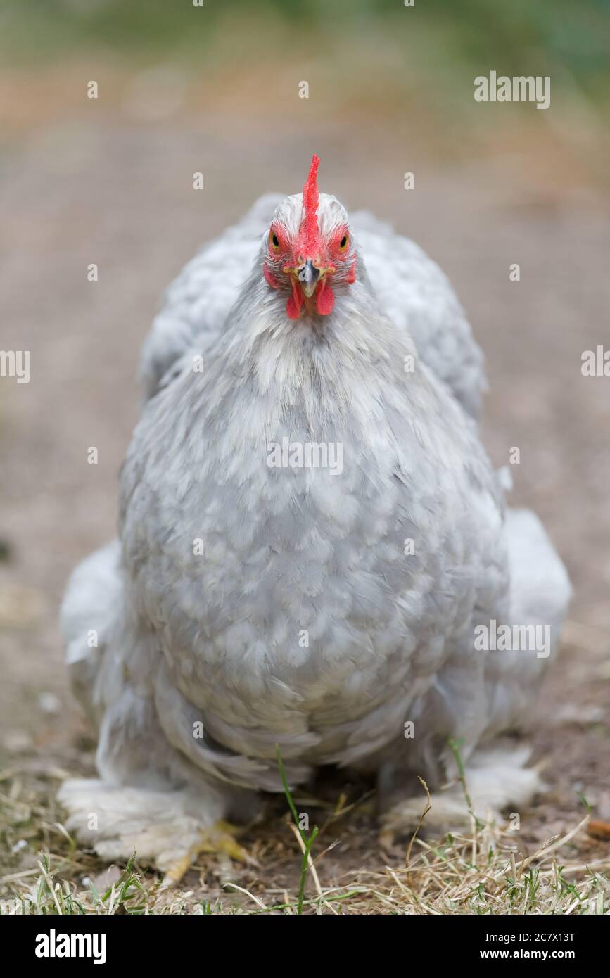 Le poulet bantam pekin gris PET semble fougère et irrité alors qu'il avance vers et fixe directement à la caméra. Sabot et larmoiement rouge vif. Banque D'Images