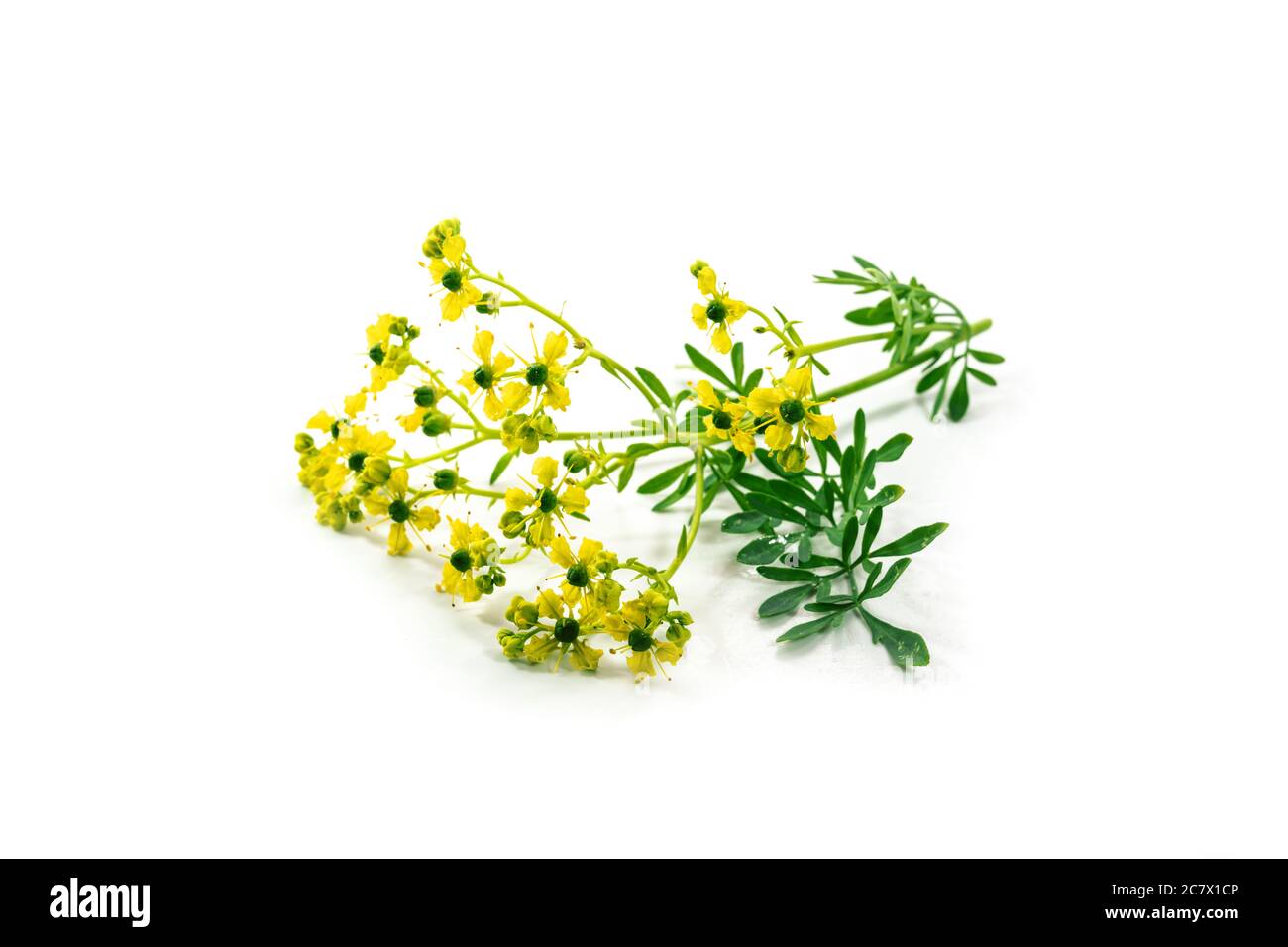 Fleurs communes rue ou herbe-de-grâce (Ruta graveolens) avec de petites fleurs jaunes, herbes aromatiques et plante médicinale depuis les temps anciens, isolé avec Banque D'Images