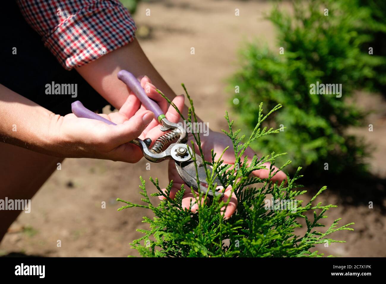 Jardinier élagage de jeunes huja avec des sécateurs. Travaux de jardin de printemps. Banque D'Images