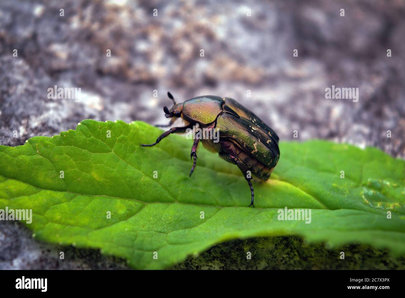 Coléoptère Rose Chafer ou le Green Rose Chafer, nom latin Cetonia aurata. Banque D'Images