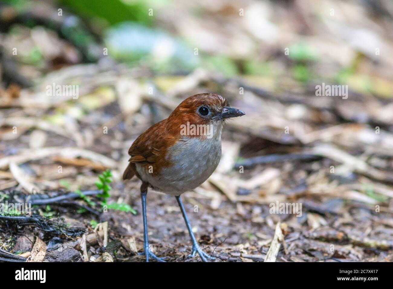 Antpitta à ventre blanc, Gralaria hypoleuca, au San Isidro Lodge en Équateur. Banque D'Images