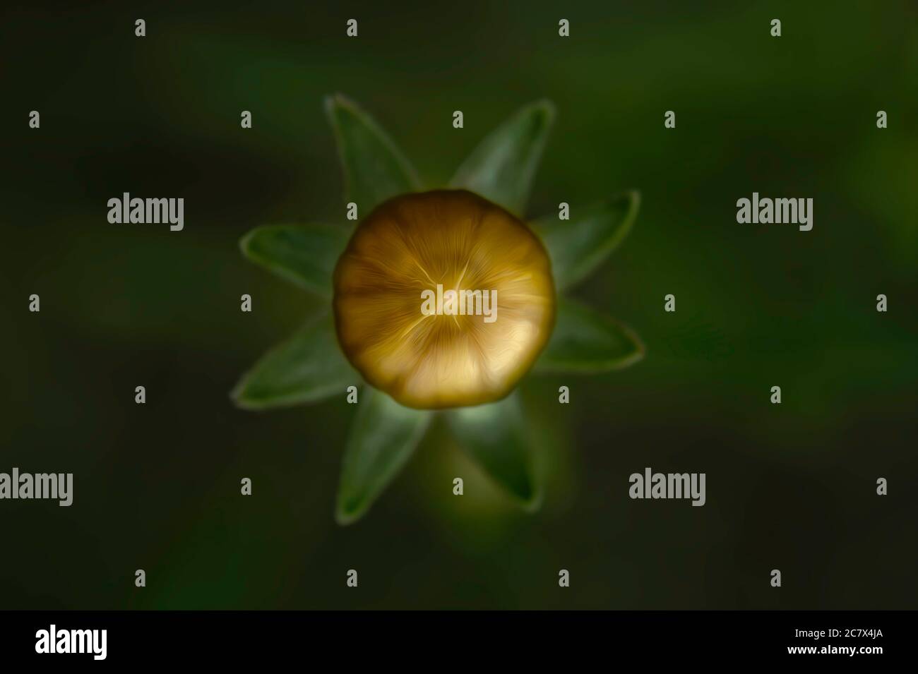 Gros plan sur le Bud. De fleurs Banque D'Images