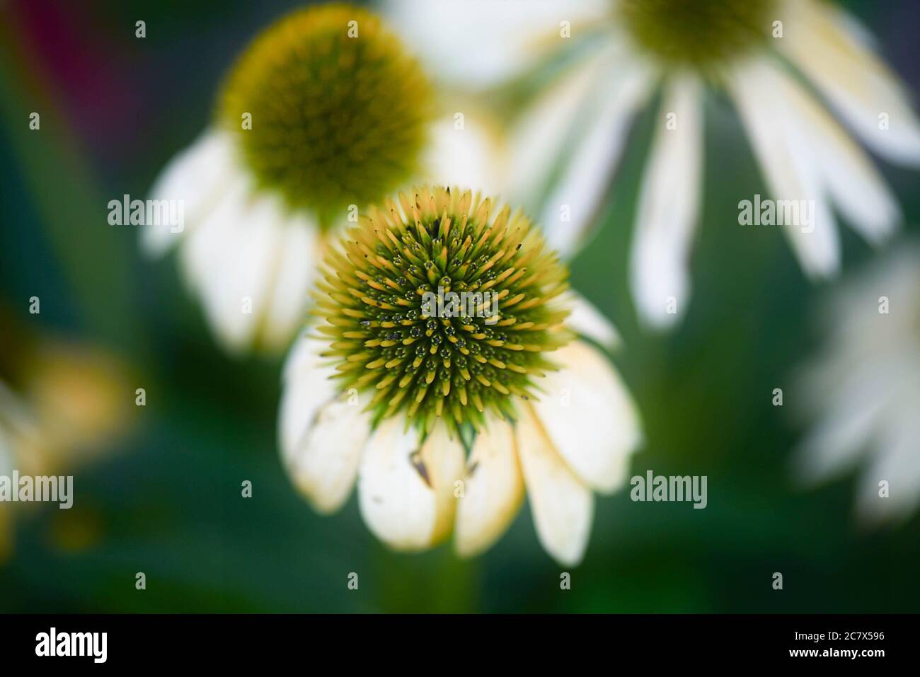 Gros plan Macro jaune et vert Coneflow Banque D'Images