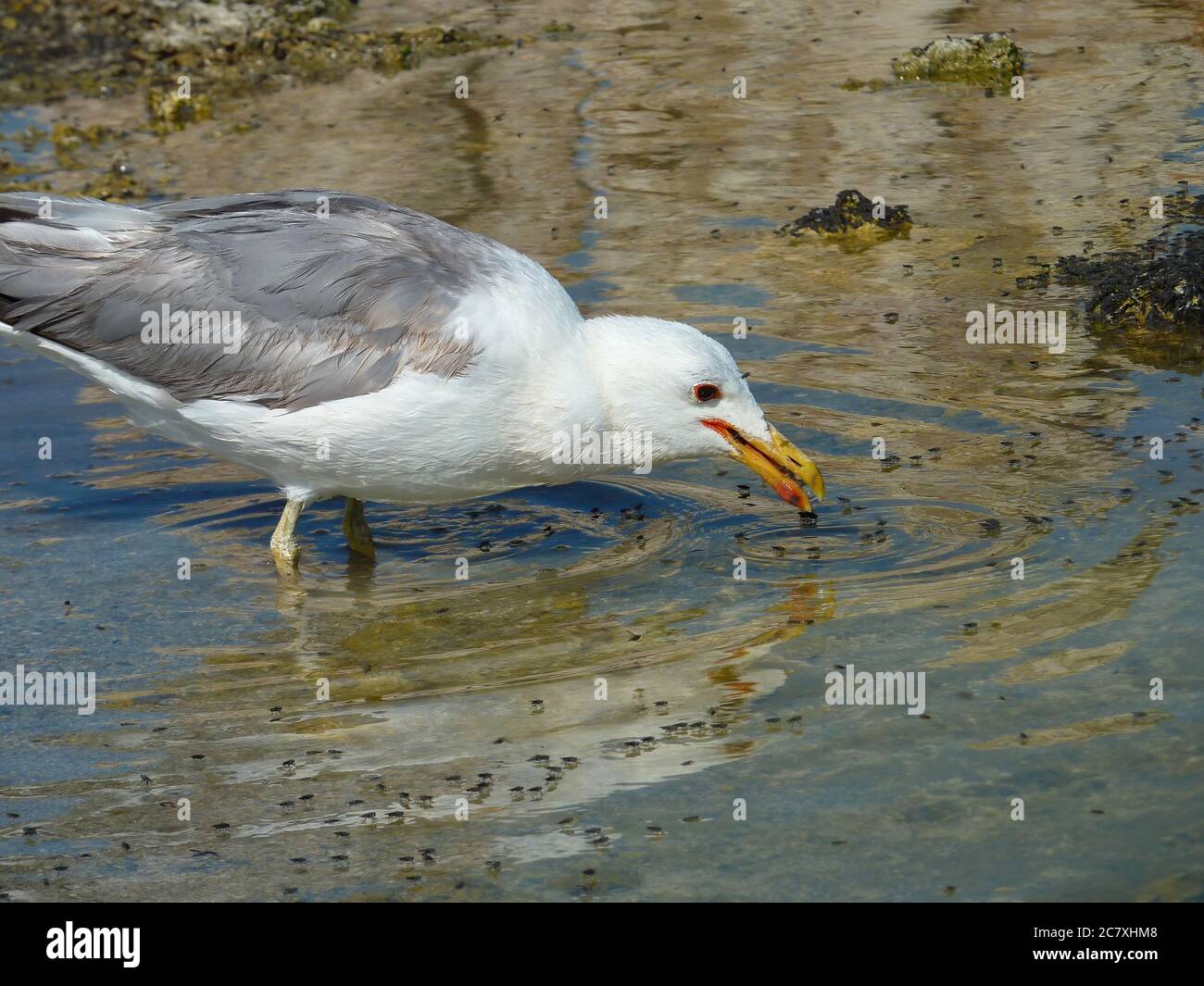 Vue ensoleillée sur le lac Mono avec plein de mouche Alkali et un mouette en Californie Banque D'Images