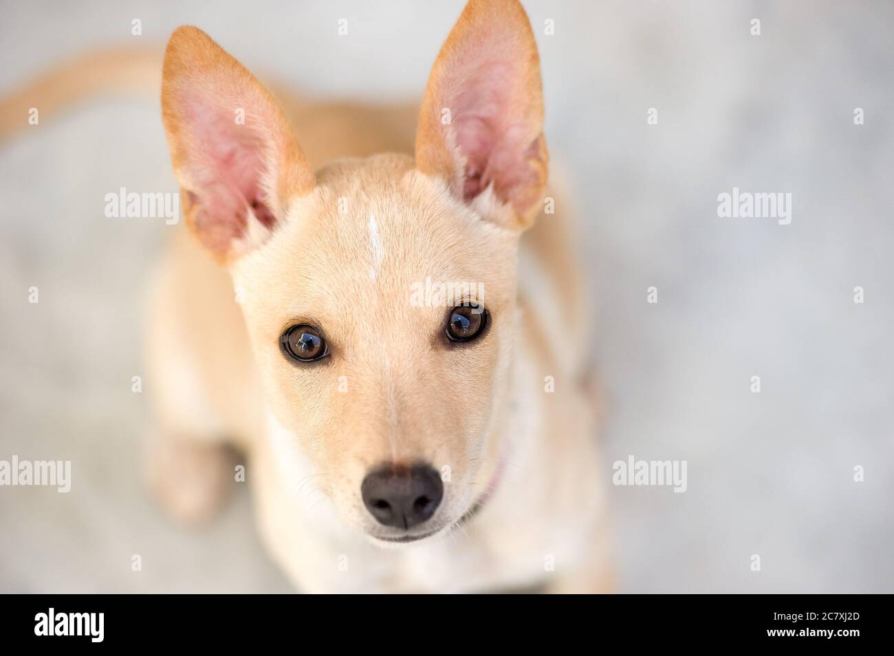 Un adorable chien de chiot avec de grands yeux et des oreilles est à la recherche Banque D'Images