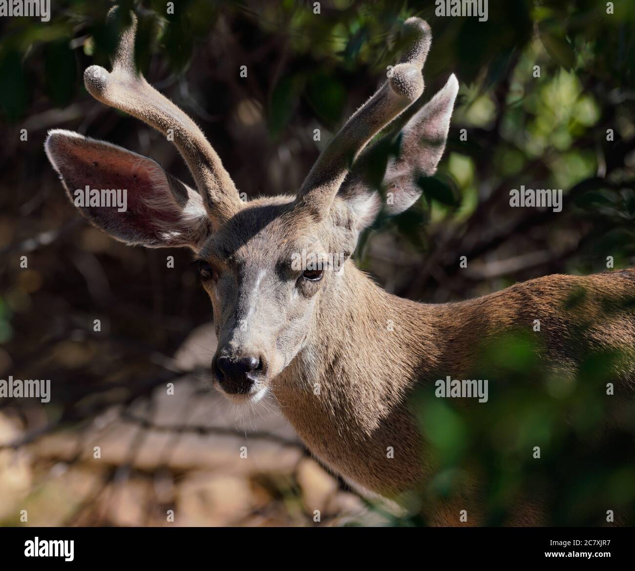 Portrait d'un jeune Buck montrant le velours sur ses cornes en pleine croissance. Banque D'Images