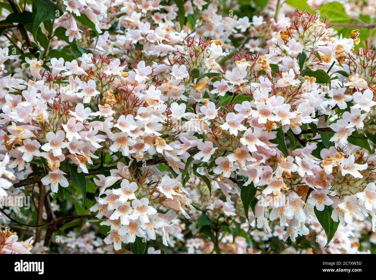 Vue rapprochée des fleurs de jasmin blanches dans le parc régional Harkness Memorial, Connecticut, États-Unis Banque D'Images