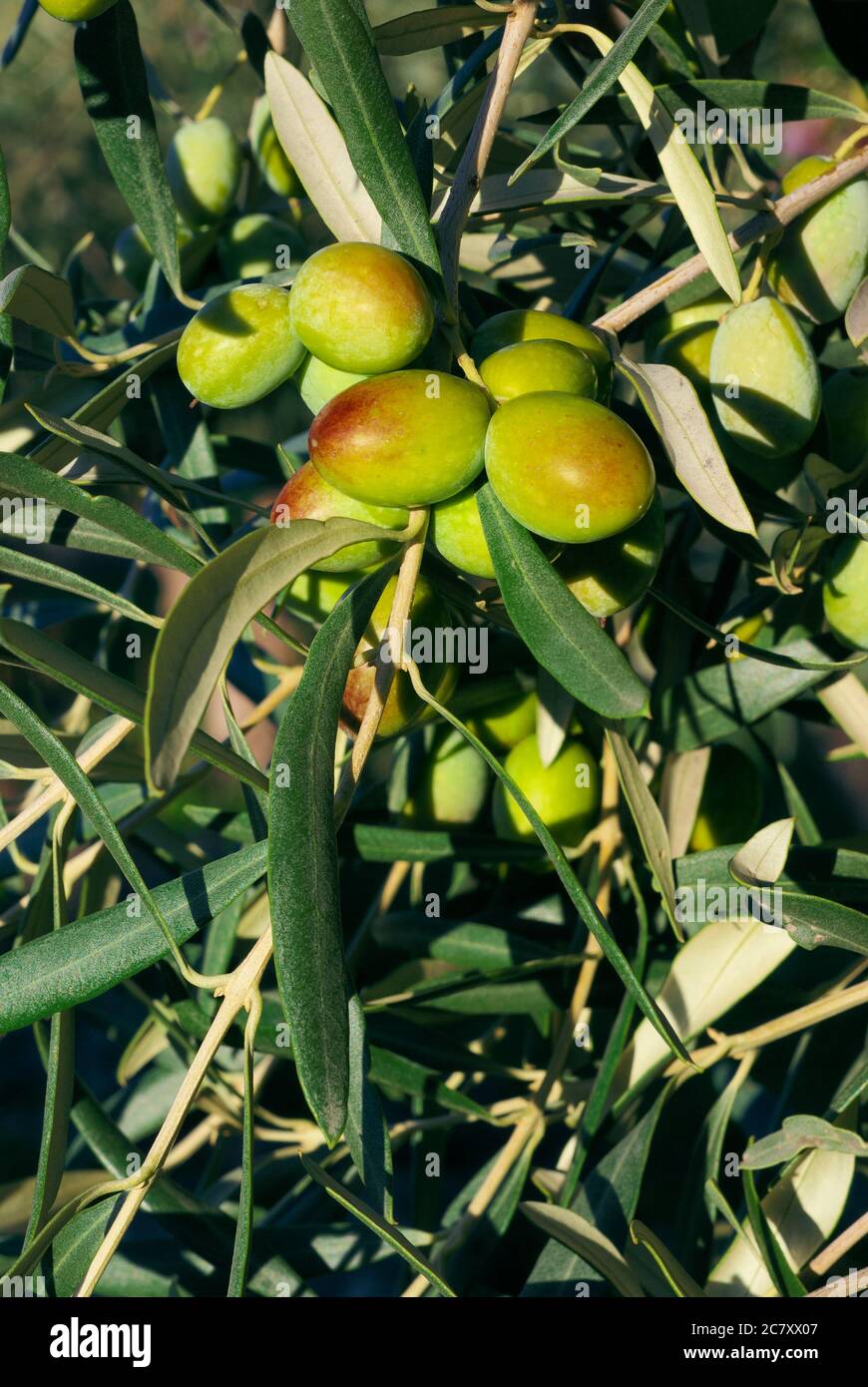 Les fruits et les éaves d'oliviers verts, une culture agricole traditionnelle de la campagne sicilienne Banque D'Images