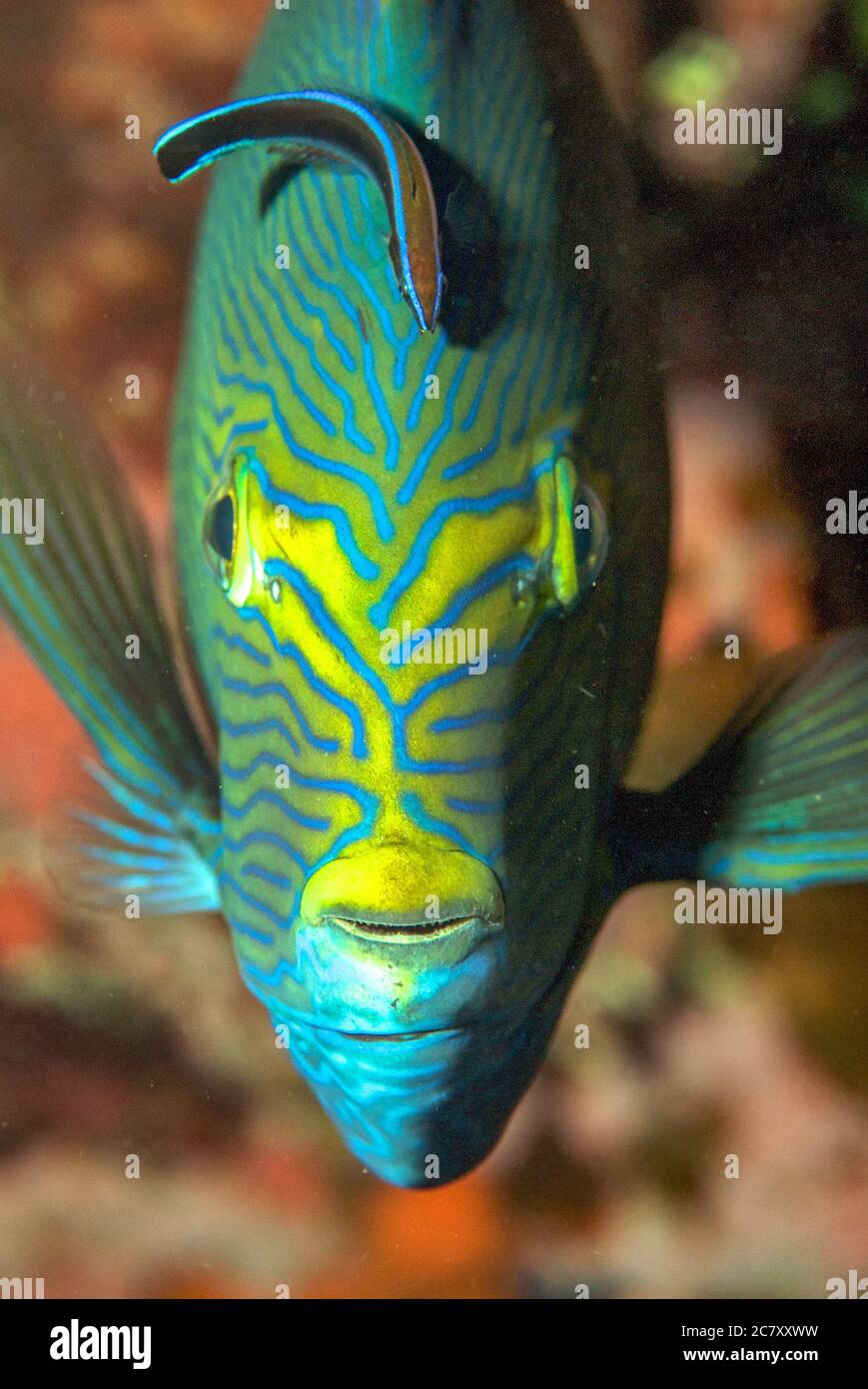 Belle photo verticale de gros plan d'un poisson mandarin tropical Banque D'Images