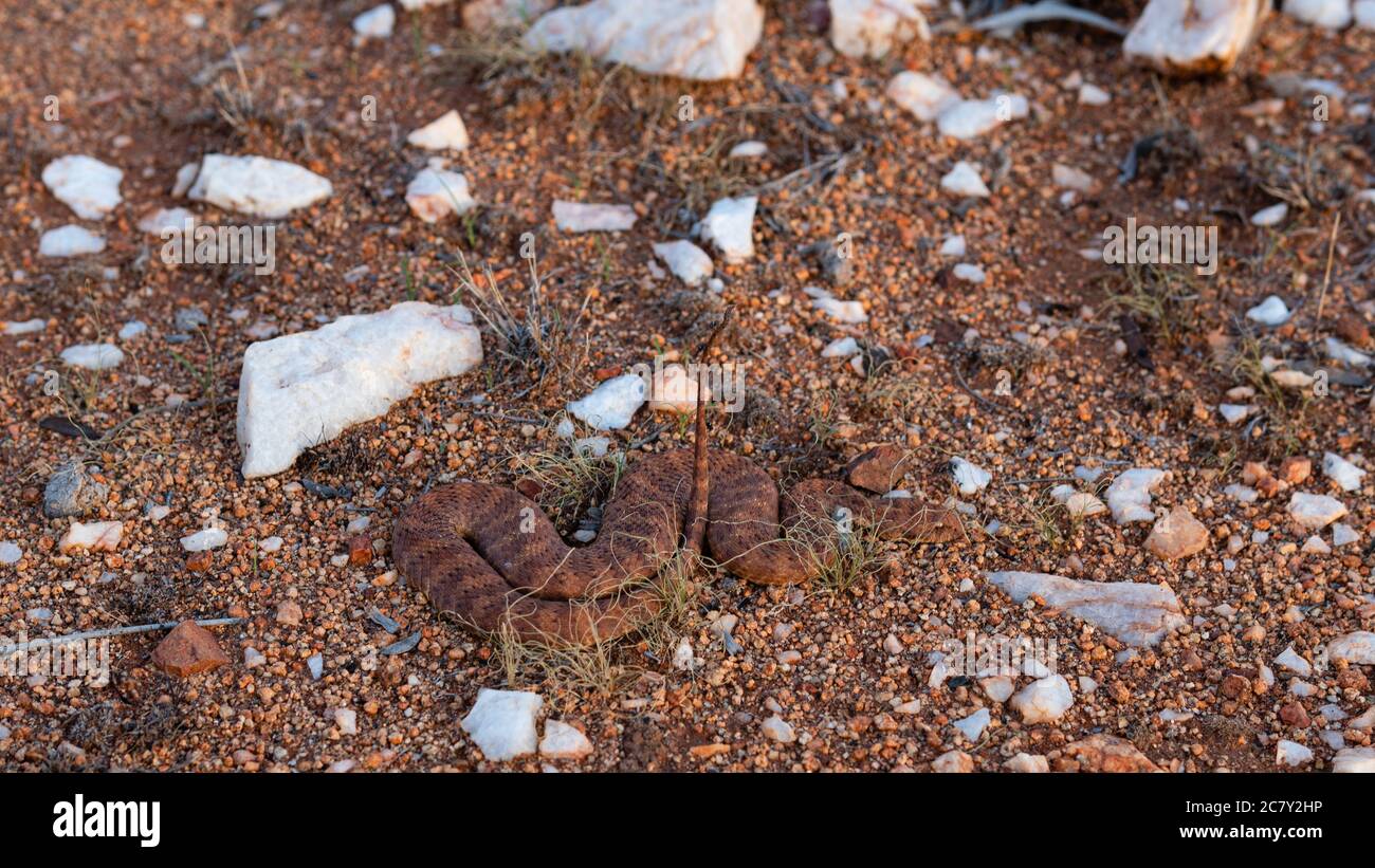 SERPENT MORTEL (ADDER DE LA MORT) DANS LE BUSH AUSTRALIEN Banque D'Images