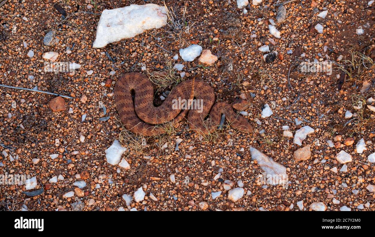 SERPENT MORTEL (ADDER DE LA MORT) DANS LE BUSH AUSTRALIEN Banque D'Images