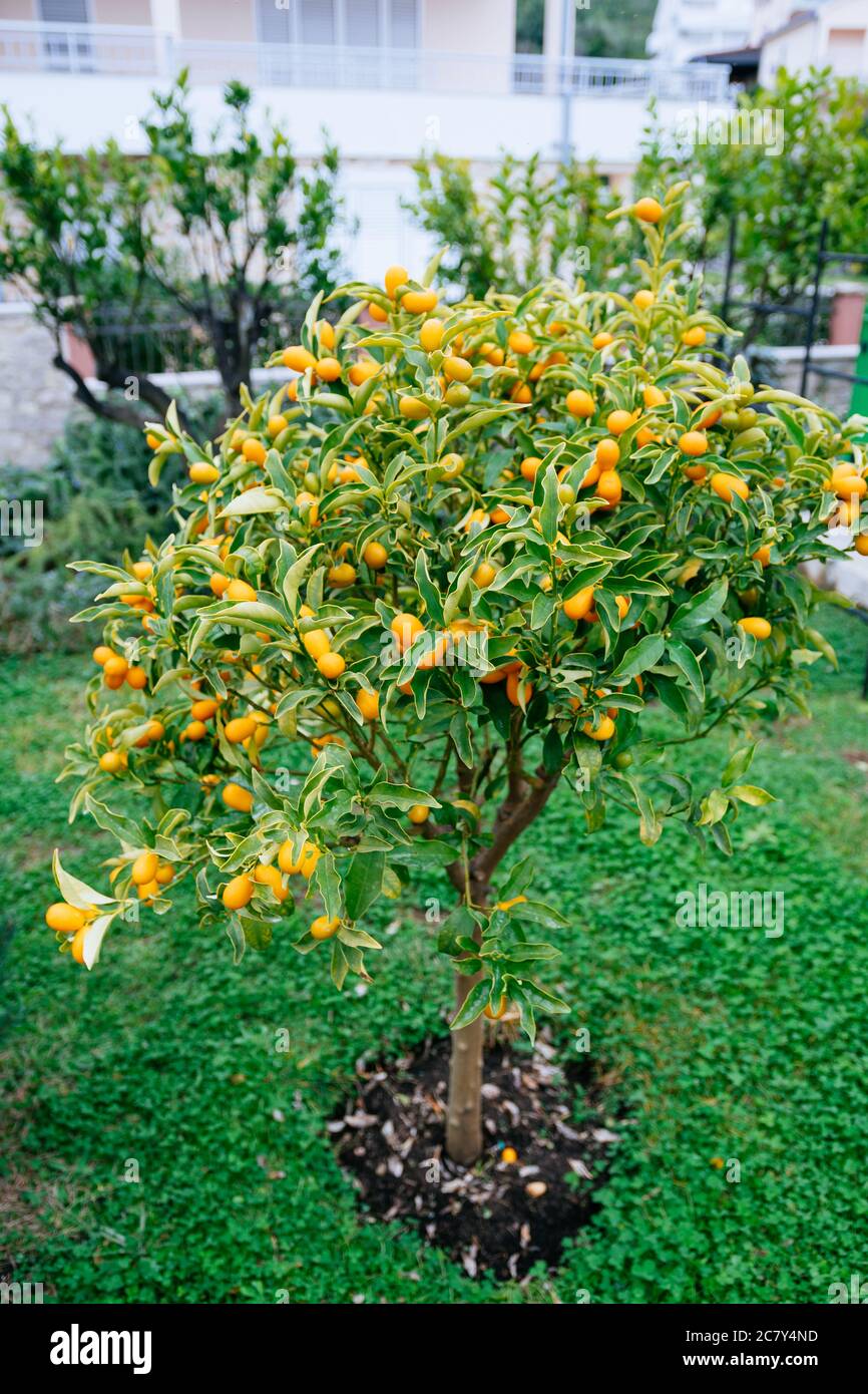 Kumquat ou fortunella avec fruits orange mûrs sur les branches dans le jardin. Banque D'Images