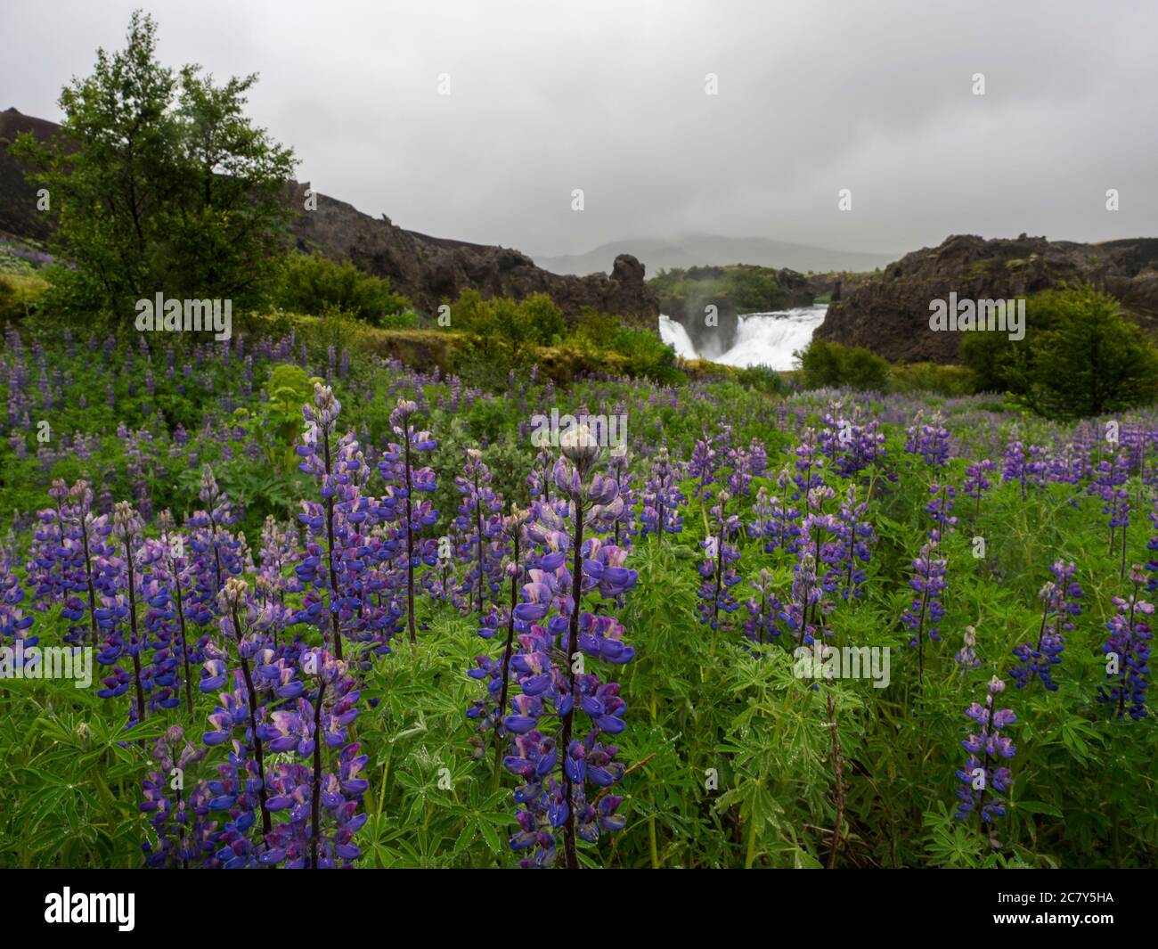 Gros plan de fleurs lupin pourpres et hjalparfoss double cascade dans le sud de l'Islande, avec des roches volcaniques, de la mousse et des prairies vertes, long mouvement d'exposition Banque D'Images