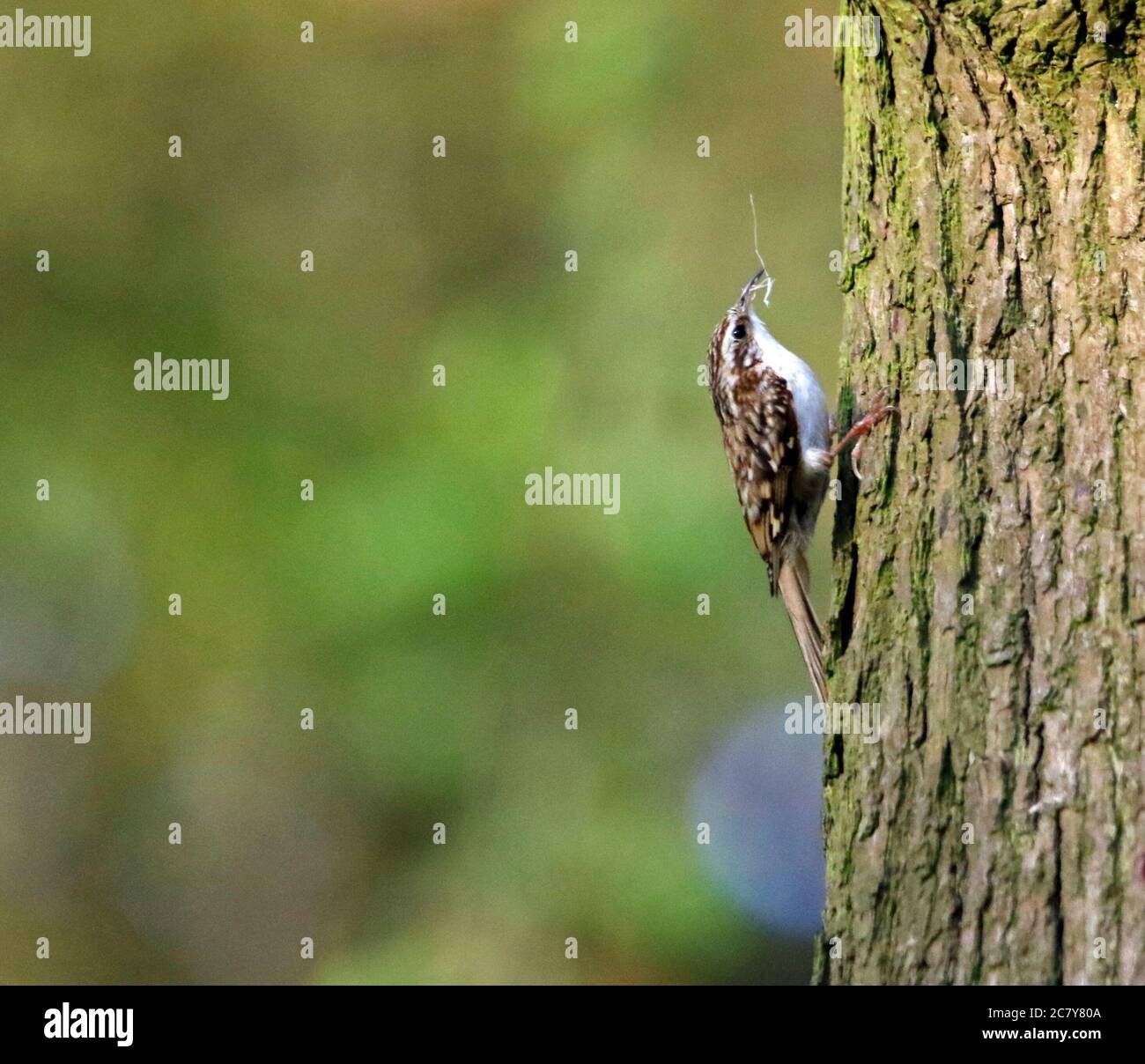 Treepers bâtiment et alimentation au site du nid Banque D'Images