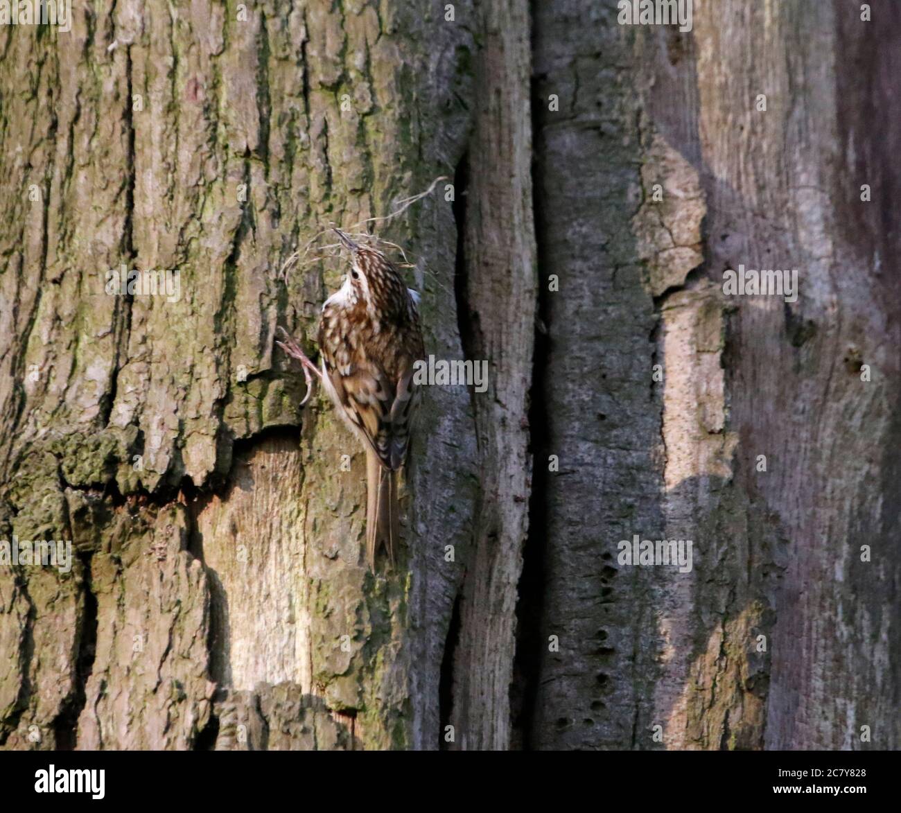 Treepers bâtiment et alimentation au site du nid Banque D'Images